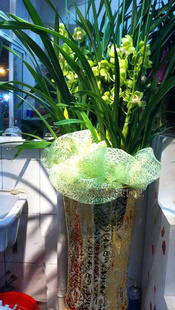 Cymbidium