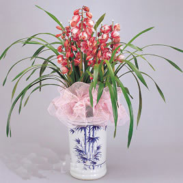Ruyi-Cymbidium