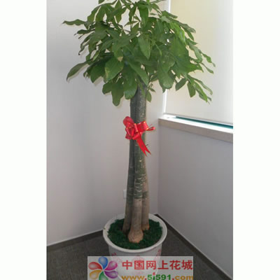 Money Tree 8