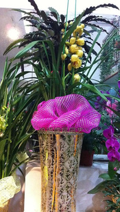 Cymbidium