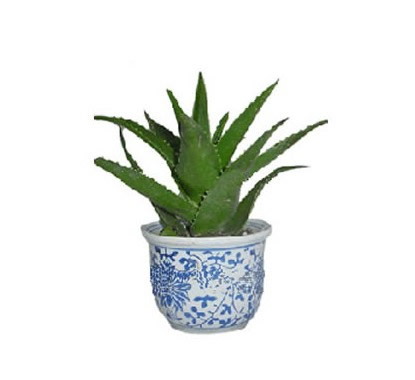 Aloe vera 2