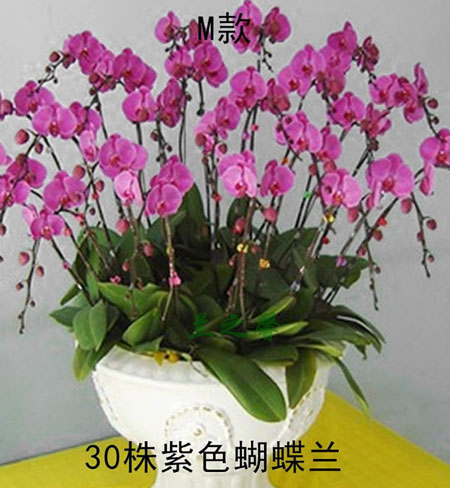Phalaenopsis