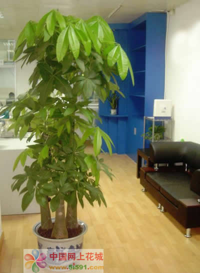 Money Tree 5
