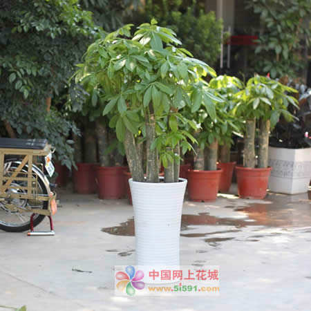 Money Tree 16