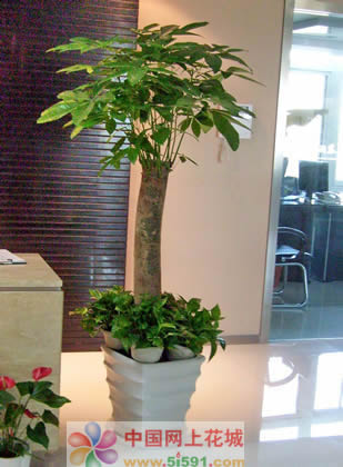 Money Tree 3