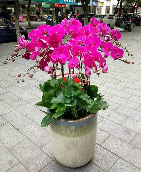 Phalaenopsis
