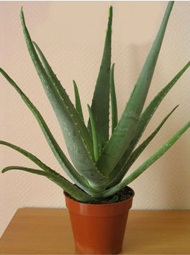 Aloe vera 4