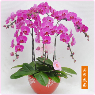 Phalaenopsis