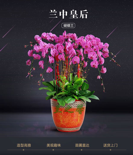 Phalaenopsis