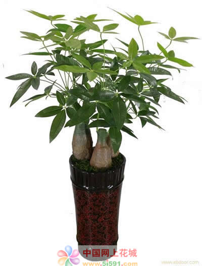 Money Tree 7