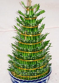 Lucky Bamboo