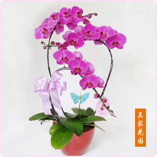 Phalaenopsis