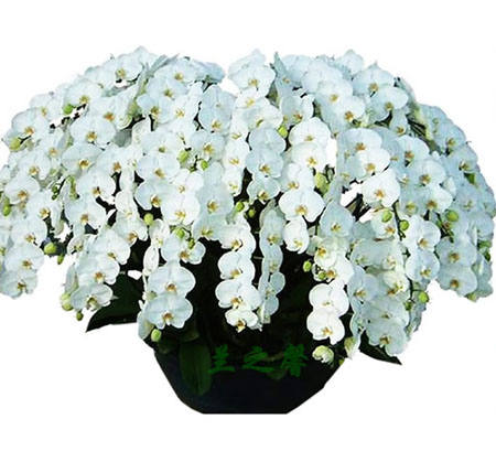Phalaenopsis