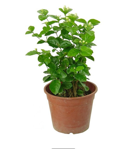 Jasmine 2