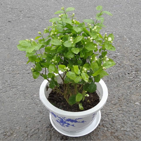 Jasmine