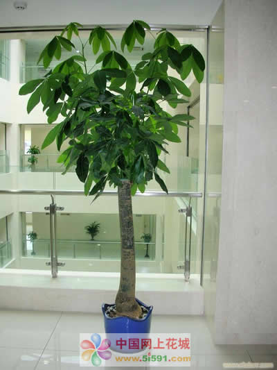 Money Tree 6