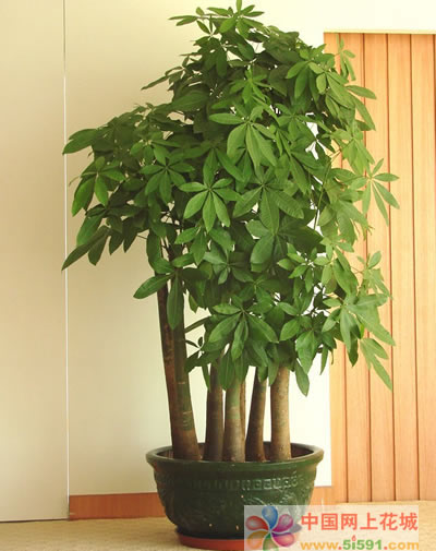 Money Tree 13