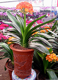 Clivia