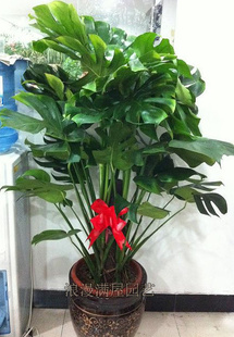 Monstera