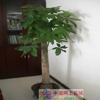 Money Tree 14