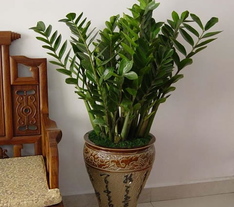 Money Tree