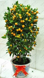 Kumquat potted plants