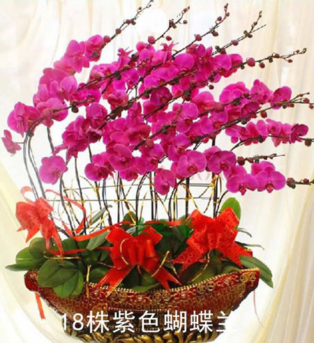 Phalaenopsis