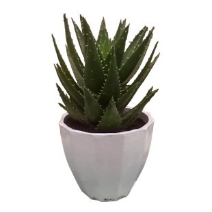 Aloe vera 3